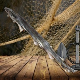 Egész cápa fogtisztító rágóka kutyáknak 